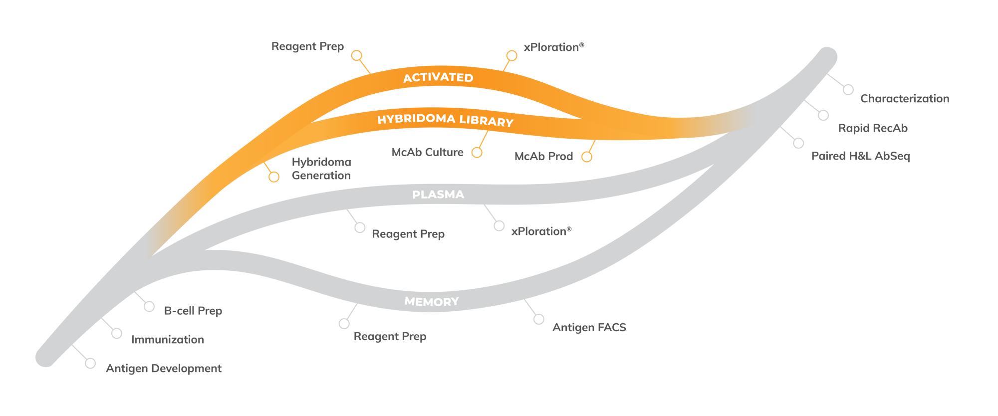 Antibody Solutions Activated Hybridoma Antibody Solutions Activated Hybridoma