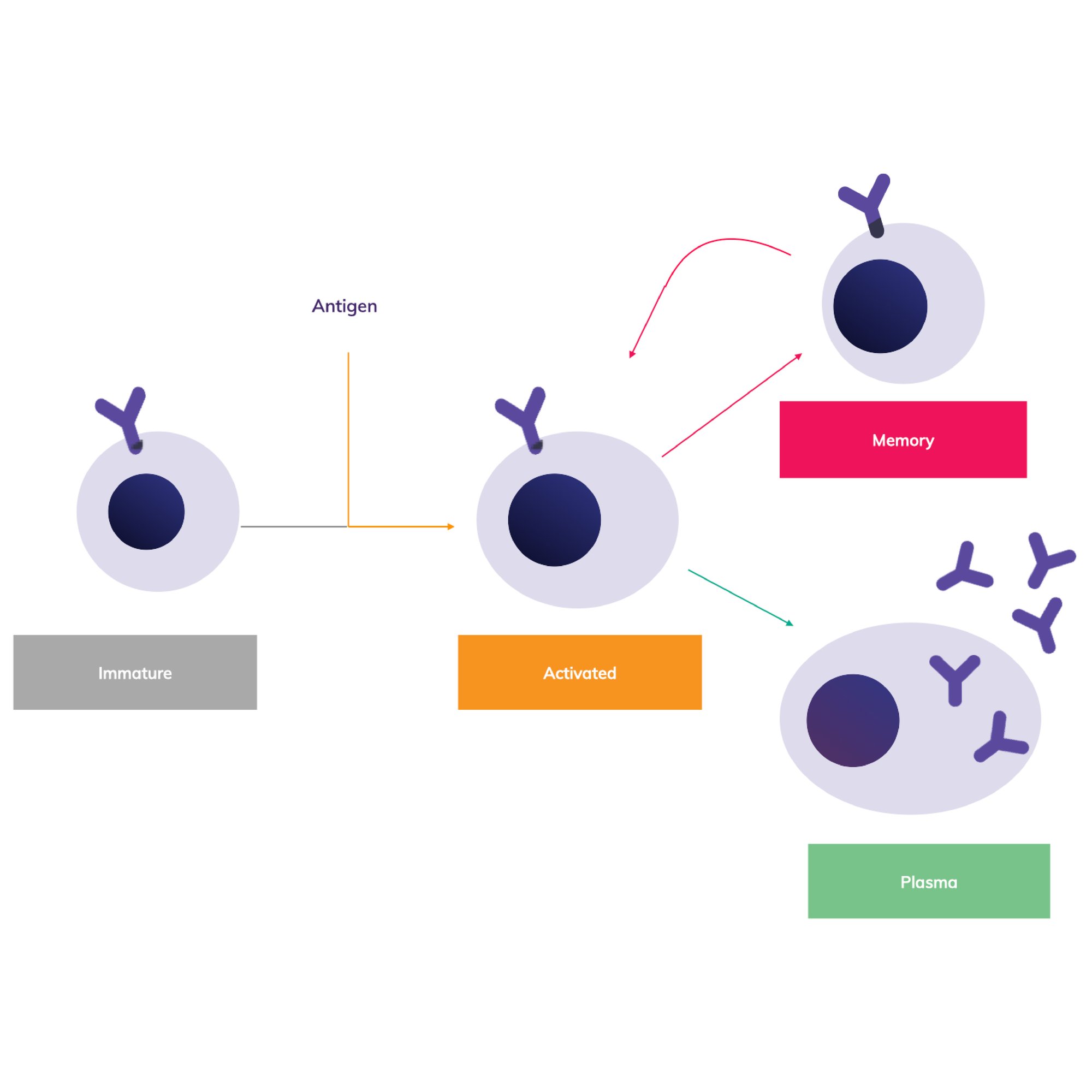 ANTI Square Cellestive Flow Graphic