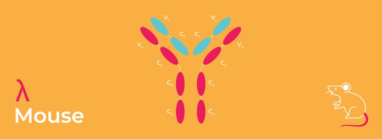 Expanding the Repertoire of Antibody Drug Discovery with Lambda Light-Chain Models
