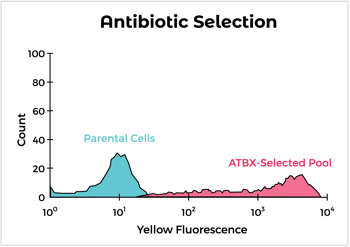 Antibiotic Selection