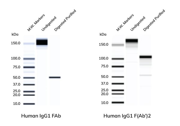 Antibody_Solutions_Gel-F2-2