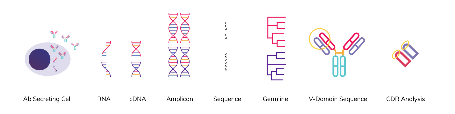 CAR-T_2_Variable-region-sequencing