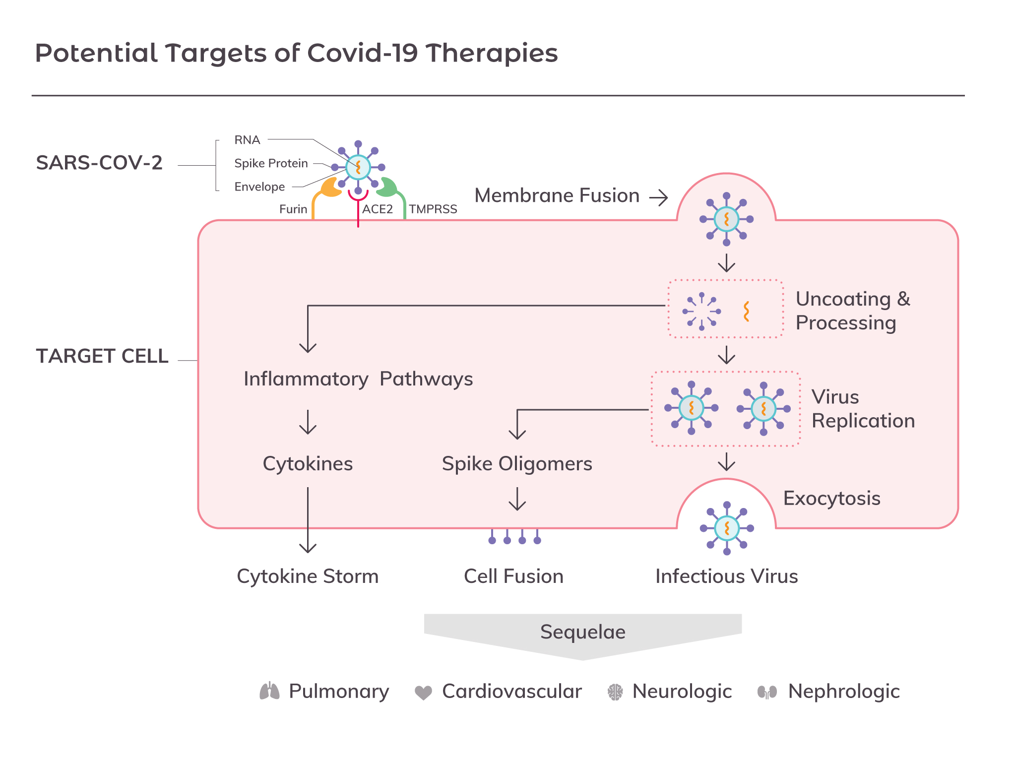 SARS-CoV-2 Disease Mechanisms, Antibody Solutions