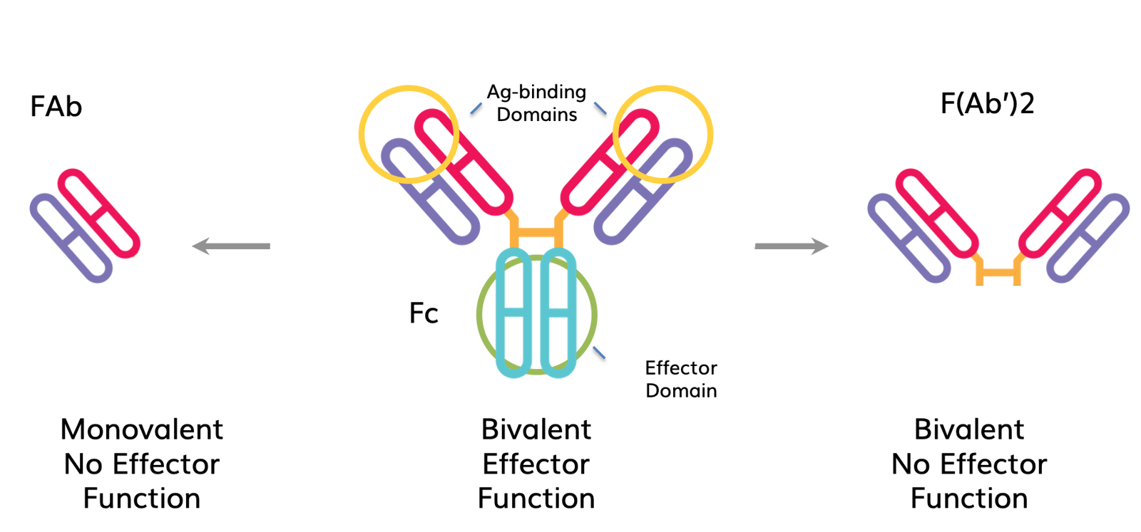 Fab фрагмент антитела. Fc и fab фрагменты. fab фрагмент. digoxin-binding antibodies solution. fab fragments igg.