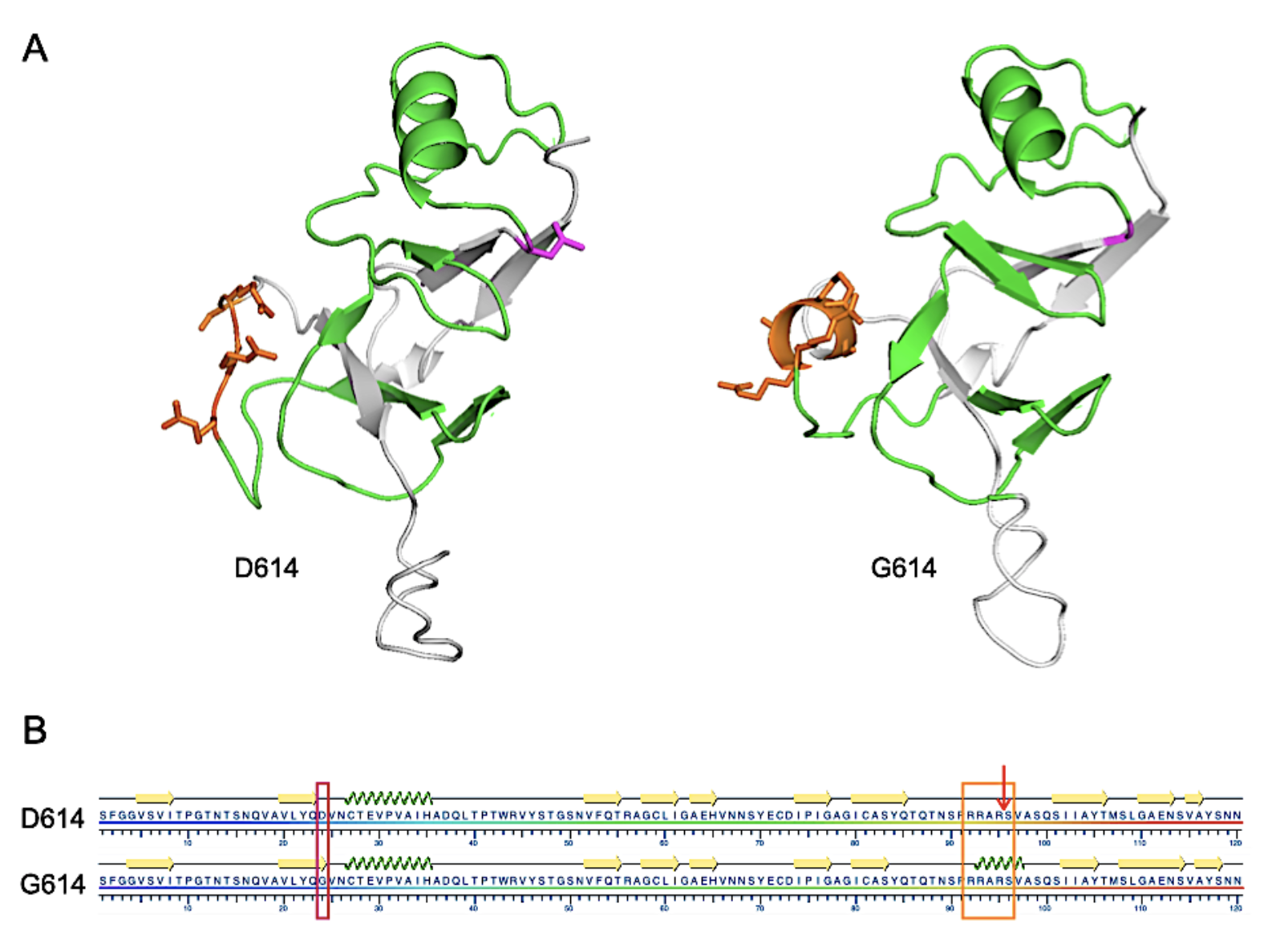 Figure_2-D614-G614-SARS-CoV-2