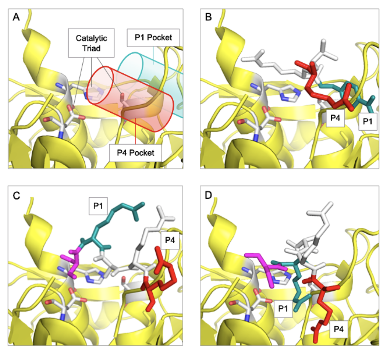 Figure_3-D614-G614-SARS-CoV-2