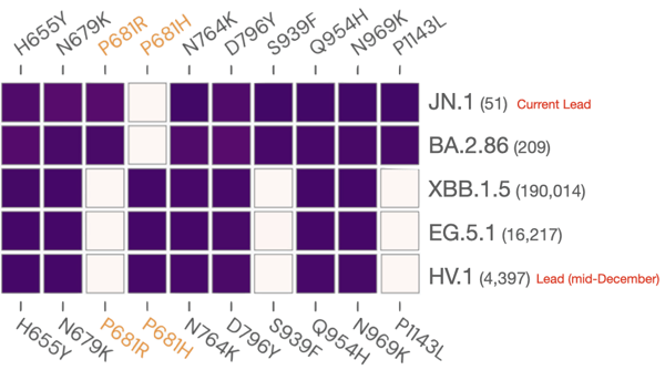 Spike sequence and mutation map with tiles representing mutations as they occur in each variant. Purple tiles indicate the presence of the mutation, while white tiles represent the absence of the mutation. This has been adapted with permission from a figure generated by Eric Topol and has been simplified to illustrate the evolution of the most relevant variants to this discussion. 