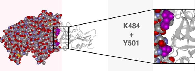 Modeling the Impact of the UK and South African Strain Mutations