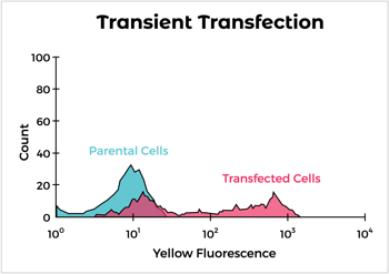 Transient Transfection