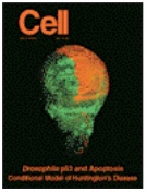 Immunocytochemistry-image-b