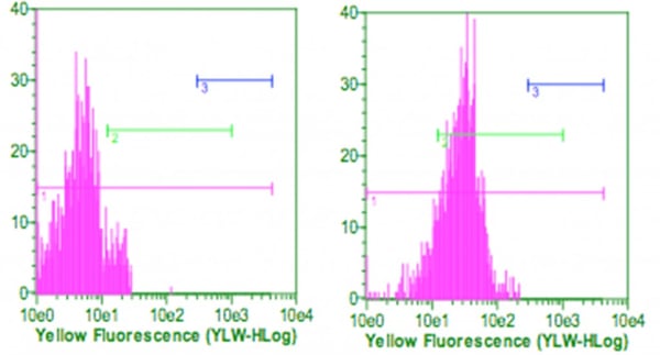 Yellow_Fluorescence