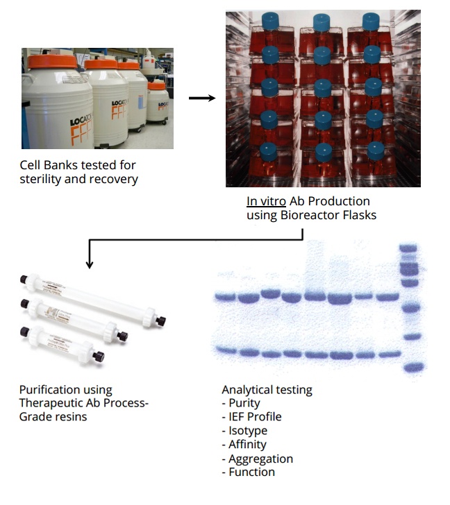 Antibody Solutions Monoclonal Antibody Manufacturing