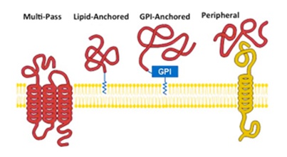 cell_Surface_Ag