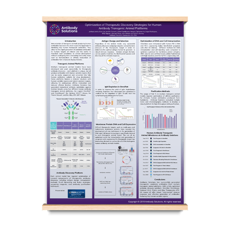 Optimization of Therapeutic Discovery Strategies for Human Antibody Transgenic Animal Platforms