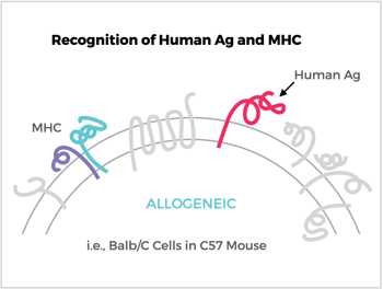 Recognition of Human Ag and MHC