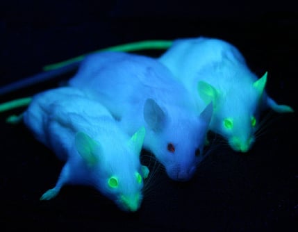 transgenic mice