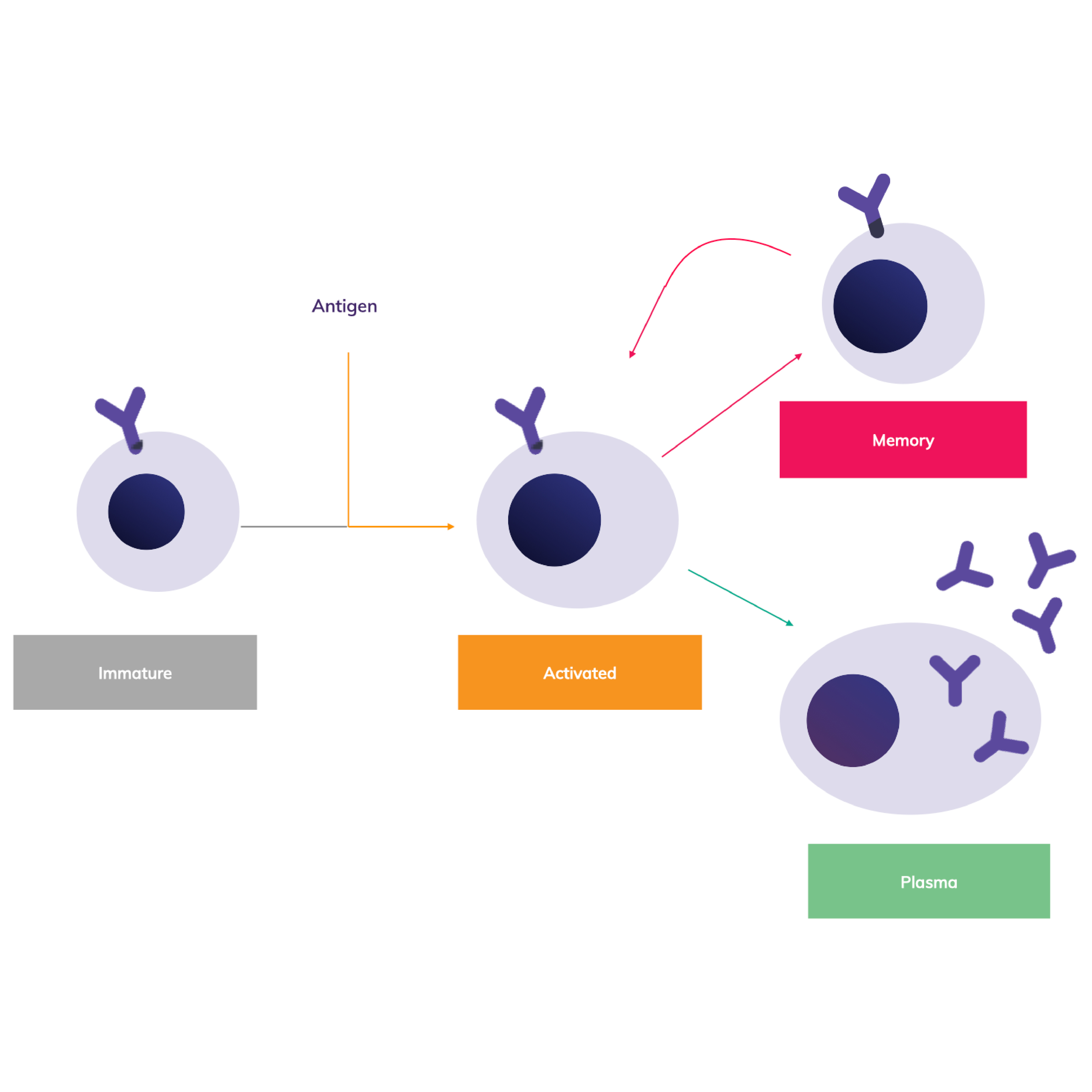 ANTI Square Cellestive Flow Graphic