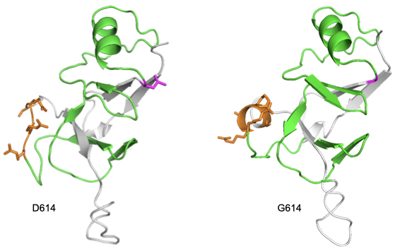 Structural representations of D614 and G614 SARS-CoV-2 S protein from S591 through N710.