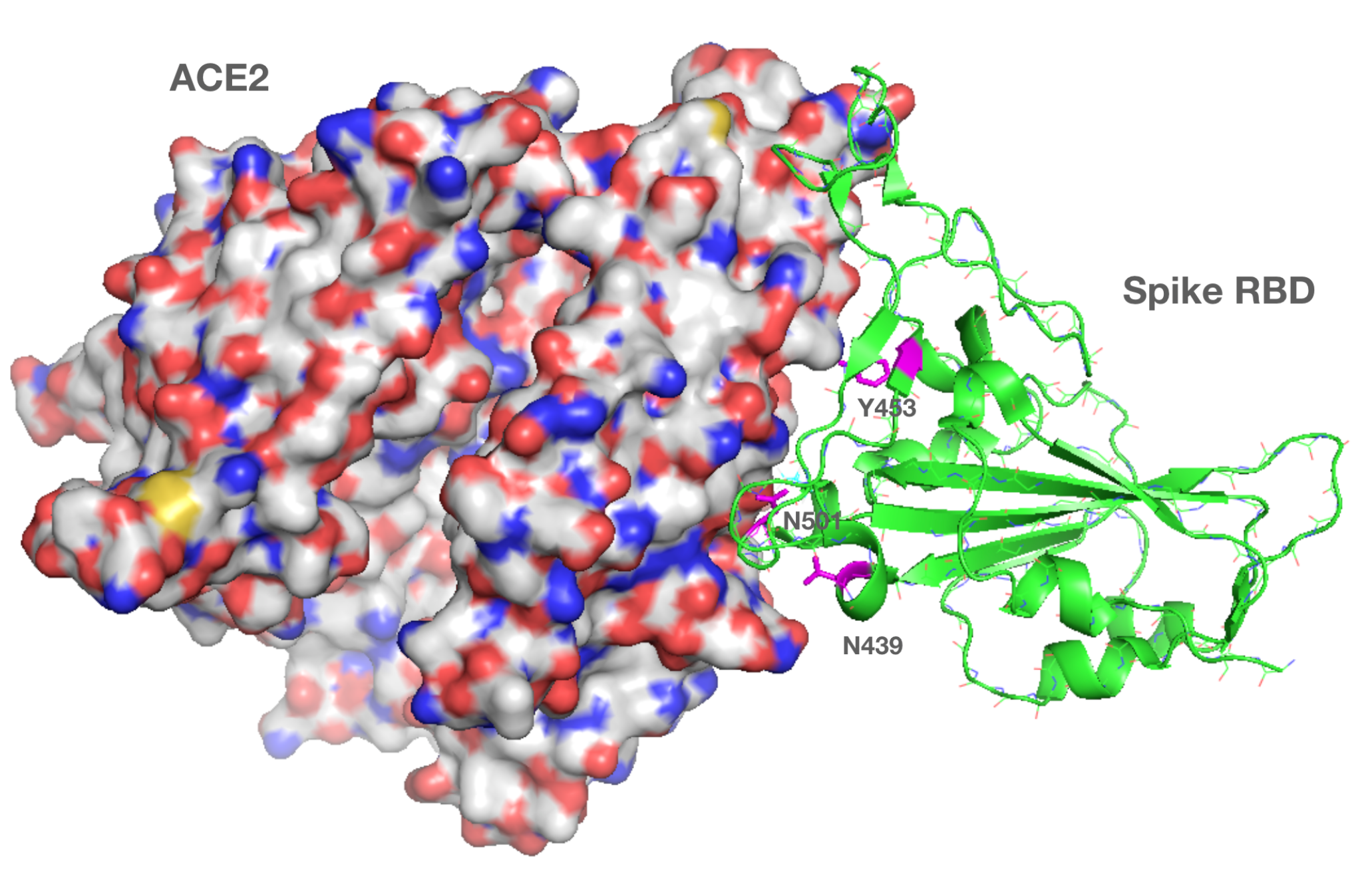 SARS-CoV-2, S Protein Mutation at ACE2