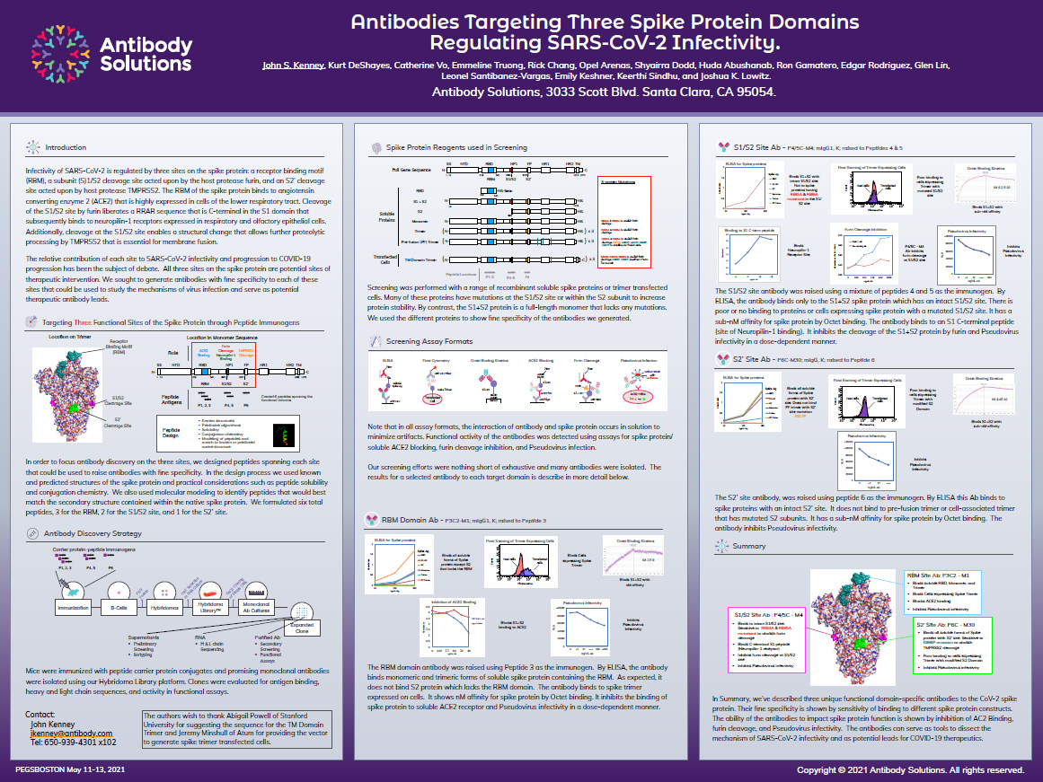 Poster Snapshot-Antibodies Targeting Three Spike Protein Domains