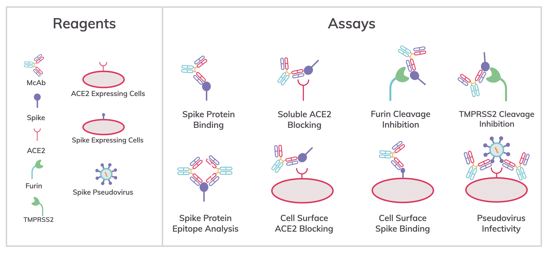 Tools-to-study_SARS-CoV-2-Infectivity-Diag